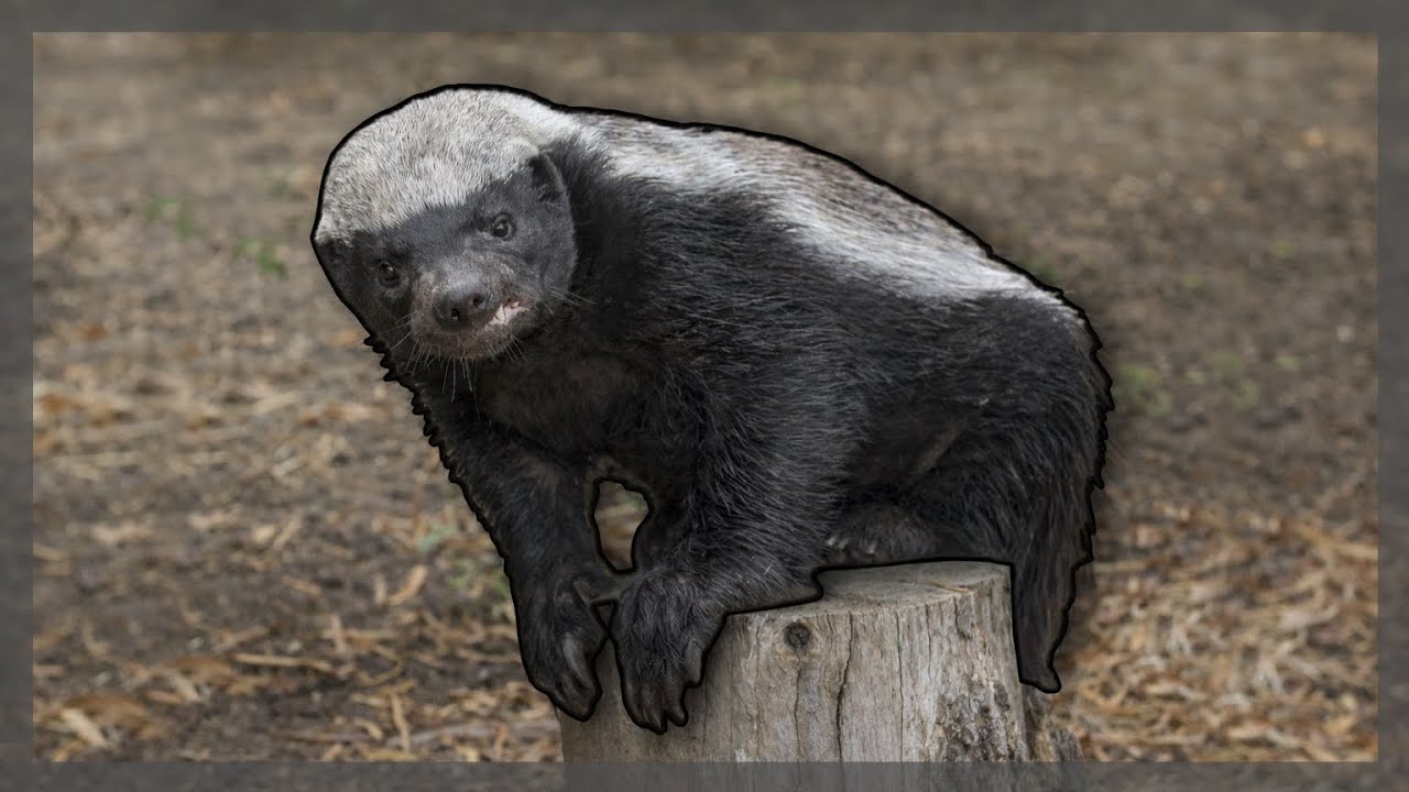 ماذا لو كنت غرير العسل