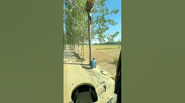 Use An Excavator To Cooperate With Loggers In Cutting Down Trees !