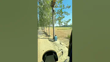 Use An Excavator To Cooperate With Loggers In Cutting Down Trees 