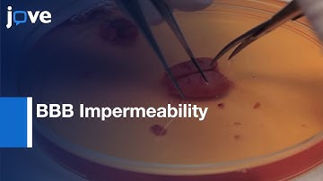 BBB Impermeability and Receptor-mediated Transport | Protocol Preview