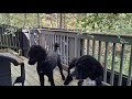 Обзор backyard- задний дворик- там Практически ЛЕС ДИКИЙ, ручей, но живу я в городе, такая Экология