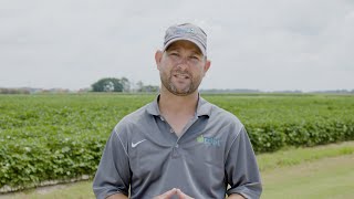 Assessing Post-Emerge Spray Options for Enlist™ Crops