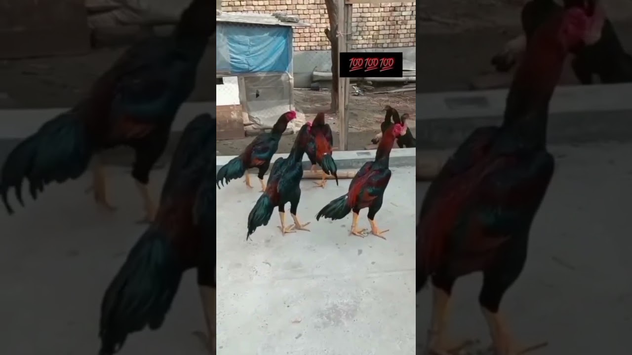 Turli usullardan foydalangan holda erkaklar onanizmi aks etgan onlayn porno tomosha qiling.