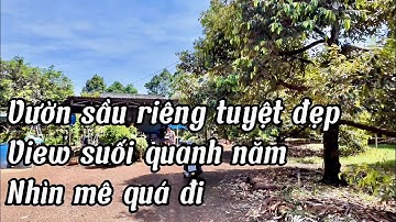 Bán gấp vườn sầu riêng view suối tại bà rịa Vũng tàu giá rẻ bất ngờ