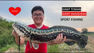 Giant Snakehead fish, Giant Toman sport fishing at Muar, Malaysia