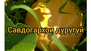 агарото пухт ❤️??чавоб ба саволхо зани пурхунар 