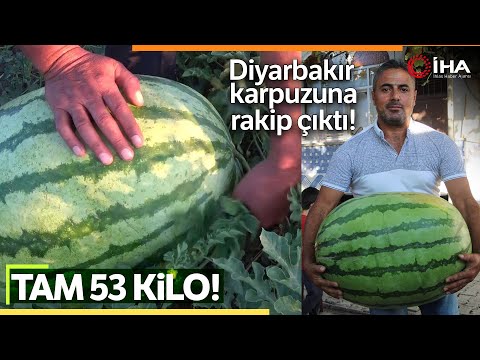 Batmanlı Çiftçi Yetiştirdiği 53 Kilo 300 Gramlık Karpuzuyla Diyarbakır’a Rakip Oldu