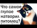 Что самое глупое сделал ваш питомец?