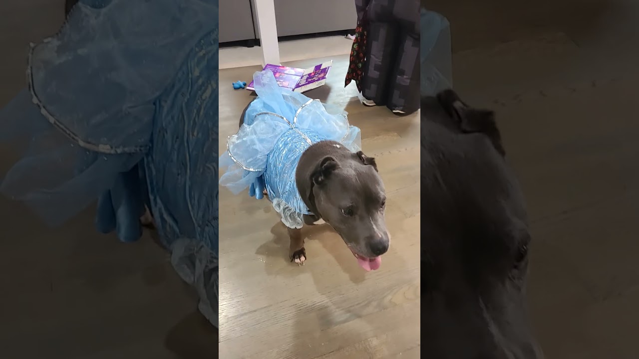 Pit Bull Halloween!