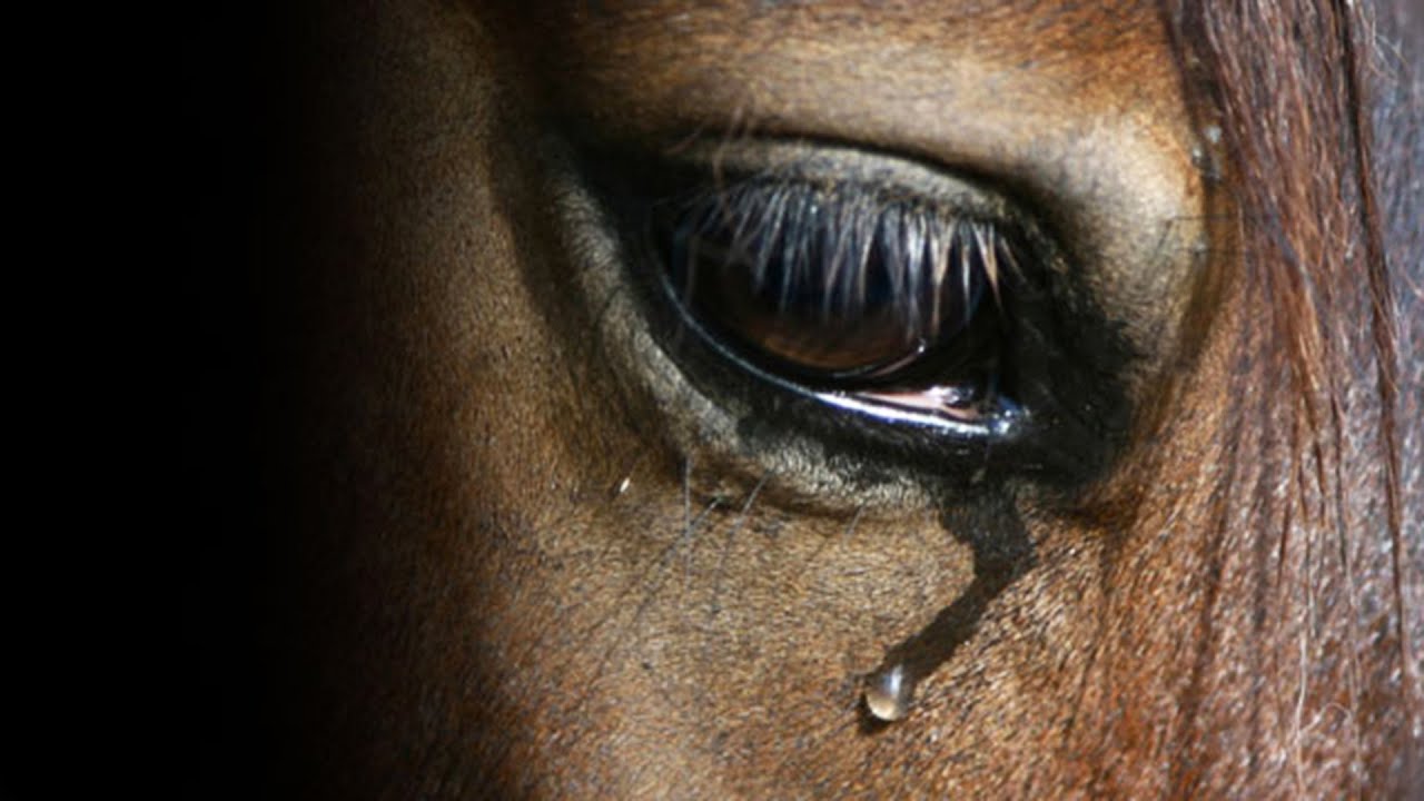 PRAYER FOR HORSES - World Animal Day (Stop horse abuse) - YouTube