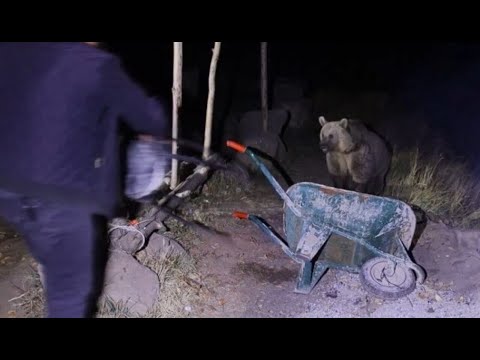 Bitlis'te piknikçiler kendilerine yaklaşan ayıyı taburelerle kovaladı