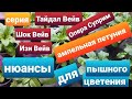 Петуния ампельная серия Тайдал Вейв/ Рассада 1,5 мес/ Формировка куста для пышного цветения