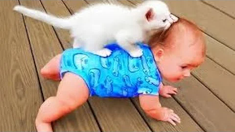 Video 10201361: cat cute funny baby, pets baby, hilarious pet, adorable kitten
