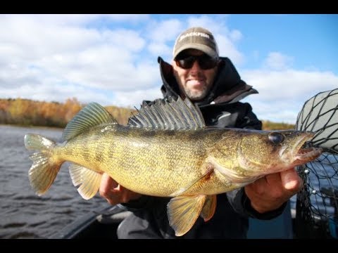 How to rig BIG chubs for fall walleye (tail-hooking trick) 