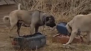 KangaL vs KaNGaL- food ranking fight by Planet Of The Dogs 250,008 views 5 years ago 2 minutes, 22 seconds