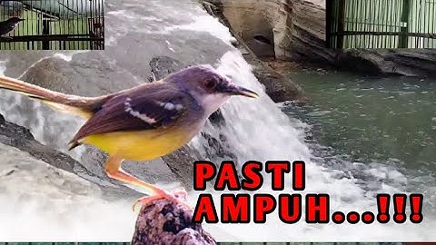 TERAPI CIBLEK atau PANCINGAN CIBLEK Macet agar cepat rajin bunyi/ ciblek gacor