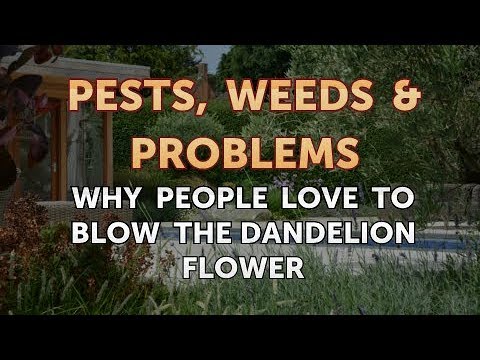 Why People Love to Blow the Dandelion Flower