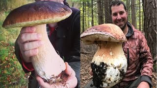 Fungi porcini 2020. Best boletus and mushrooms.Autumn boletus