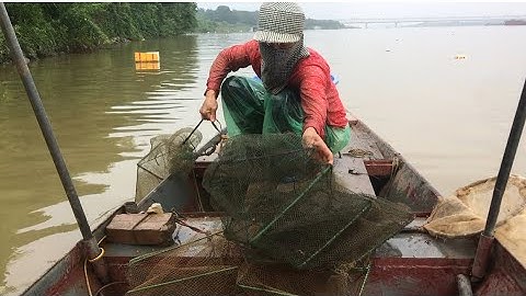 thả Bát quái trên sông | Bắt những chú tôm khổng nồ