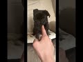 IT MAKES ME ANGRY #shorts #dog #cute #pet #angry #pug #cutedog