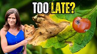 Tomato Disease? Do This Before It Spreads