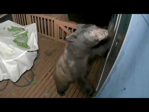 Bear attempts to break into North Bend house through doggie door