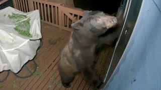 Bear attempts to break into North Bend house through doggie door