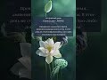 Лунный календарь 20 января 28 лунный день ЛОТОС #лунныйдень #лунныйденьсегодня #лунныйкалендарь