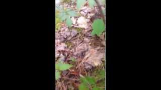 Yellowroot Identification