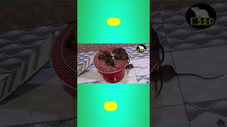 Mouse Trap | Live Mouse Trap In Home | #shorts