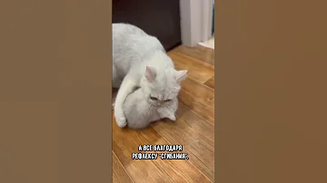 Почему котята не двигаются, если их взять за шкирку #кошка #кот