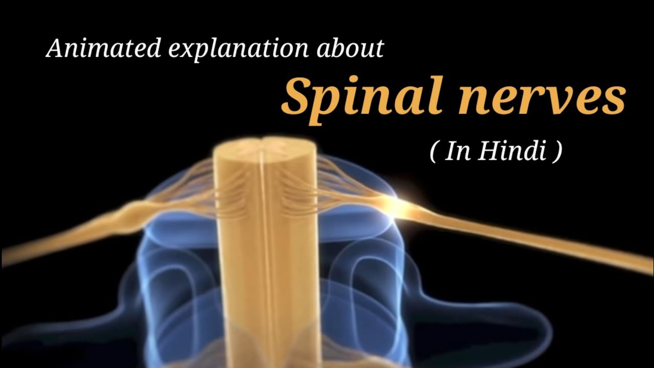 Spinal nerves In Hindi by Sarita Tunni YouTube