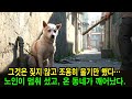 그 개는 그저 울기만 했다… 누군가가 그를 알아볼 때까지