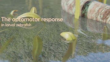 The optotmotor response (OMR) in larval zebrafish