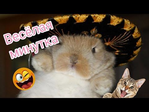 Веселая минутка. Как хорошо мы жили пару лет тому назад...#6