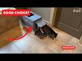 XL 3 in 1 Litter Box (Genuine Review)