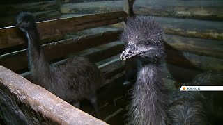 Фермер из Канска начал разводить австралийских страусов эму