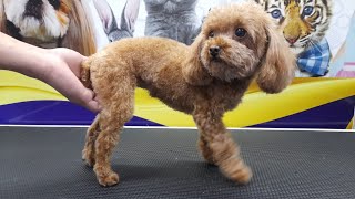 Who would believe that this little, tiny and lightweight TEACUP POODLE IS ALREADY five (5) yrs old?🤣 by Ser ErickRL 108 views 1 year ago 2 minutes, 51 seconds