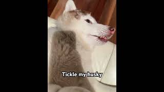 Tickle my husky