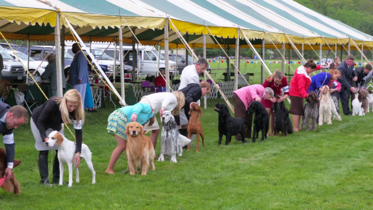 BEST IN SHOW at Bucks County Kennel Club - YouTube