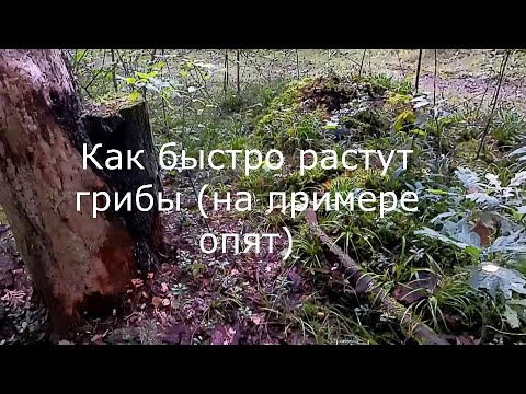 Как быстро растут грибы на примере опят