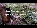 Как быстро растут грибы на примере опят