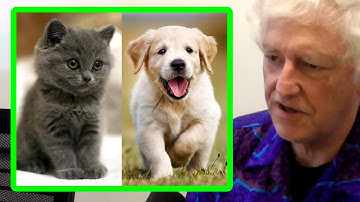 Peter Norvig: We Are Seduced by Our Low-Dimensional Metaphors | AI Podcast Clips