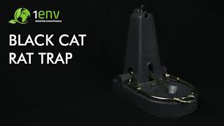 Black Cat Rat Trap
