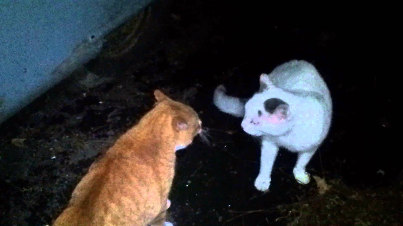 Feral Cats Fighting - YouTube