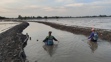 xiệt cá mùa nước giật.kết hợp 4 anh em vào đồng xiệt cá lóc cá trê đồng mùa nước giật 