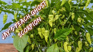 Jays Peach Ghost Scorpion - My Most Prolific Pepper Plant For The Season