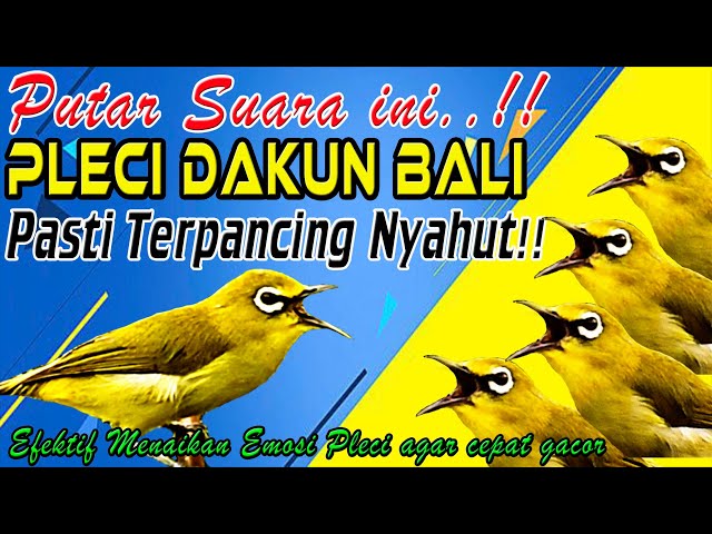 Pleci Dakun Bali Ngalas standar, Pancingan agar Pleci DAKBAL Gacor dan Cepat Buka Paruh class=