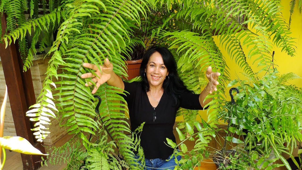 14 SAMAMBAIAS que você precisa conhecer/ e DICAS de cultivo