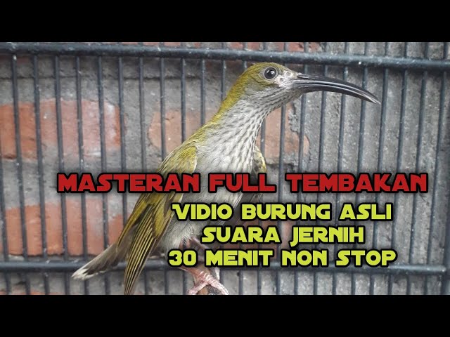 MASTERAN PIJANTUNG GUNUNG SI RAJA TEMBAK, SUARA JERNIH NON STOP 30 MENIT. class=